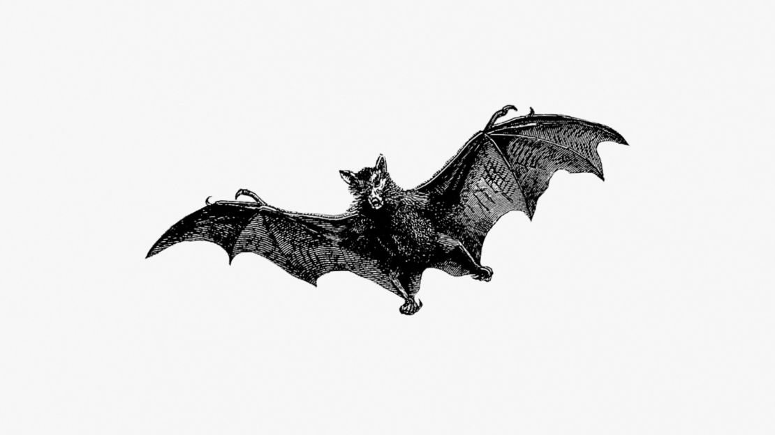 Flying Bat  Art