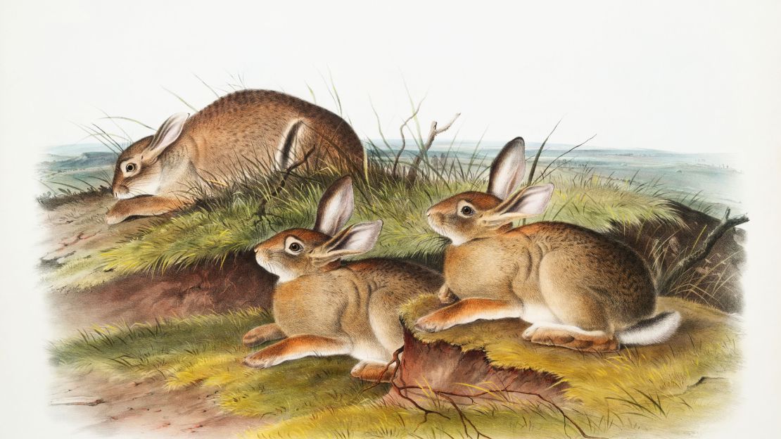 Warm Wood Hare  Art